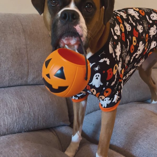 Photo from @izzie_theboxer handle, with 1 product.