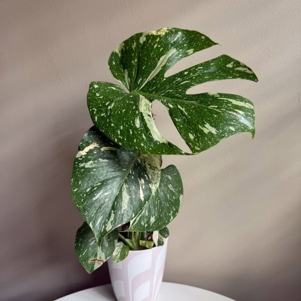 Photo from @leafy_hue handle, with 1 product.