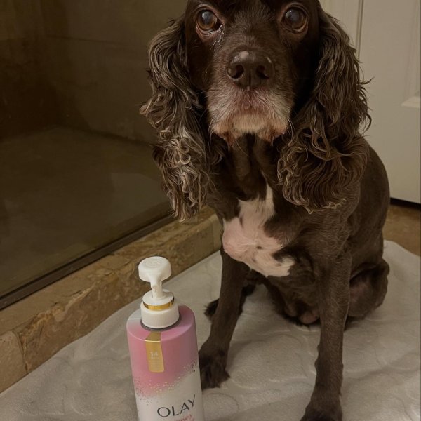 Photo from @piper_e_biscuits handle, with 1 product.