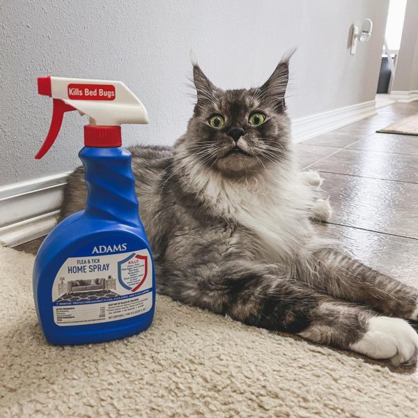 Vet's Best Flea and Tick GentleMist Spray for Cats, Flea Killer with