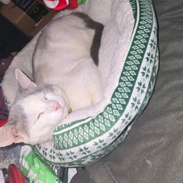 Photo from @alexandramnicholasdancy handle, with 1 product.