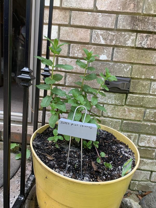 Bonnie Plants Sweet Mint 19.3 oz. 2-Pack - Walmart Business Supplies