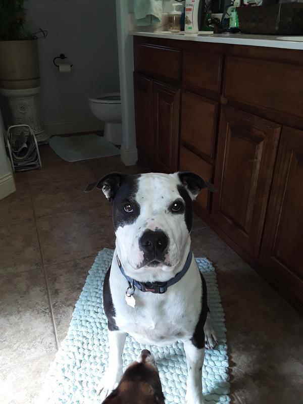 walmart 50 lb pedigree