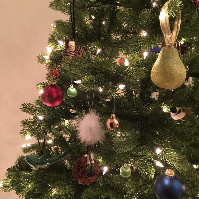 1000 FRASER FIR TREE SEEDS EVERGREEN CHRISTMAS TREE NEW YEARS GRAB BAG ONLY 2