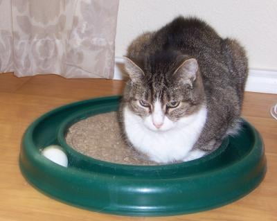 cat scratcher replacement pads