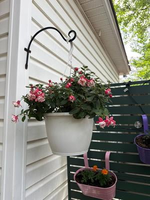 Expert Gardener 1.5 Gallon Fuchsia Hanging Basket Live Plant