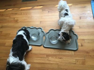 omega paw hungry pet food mat