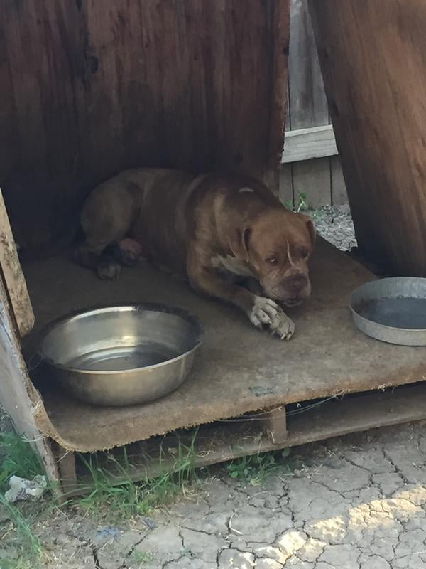 cadet bully sticks walmart
