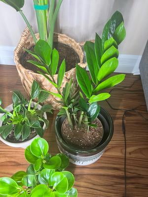 Plants Make 塊獣 蓄光　Pachygrack　一休design Nature's Way Farms ZZ Plant, Indoor/Outdoor 25-30 in. Tall