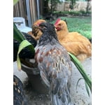 Image 2 of customer photos