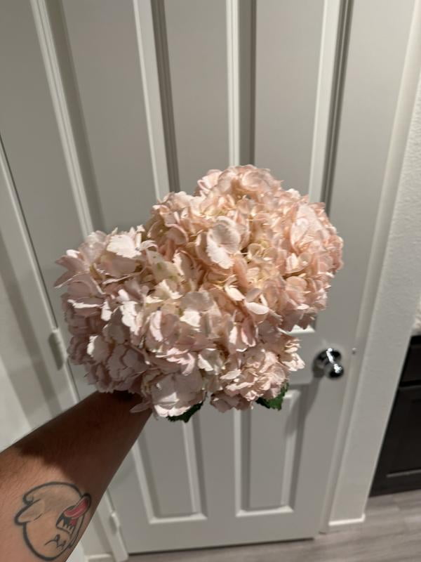 Member's Mark Color Enhanced Hydrangeas, Bridal Pink, 20