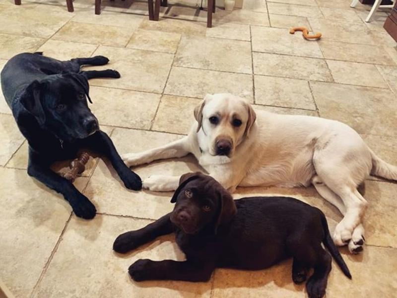 my dog drank mop water