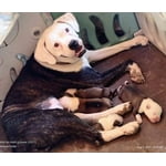 Image 1 of customer photos