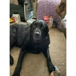 Image 5 of customer photos