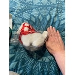 Image 6 of customer photos