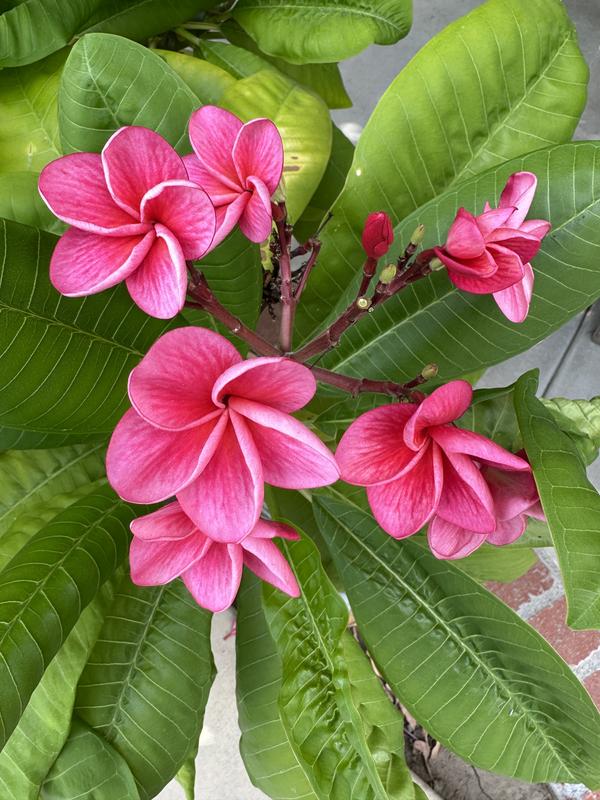 【363】plumeriaページ 2864 | Plumeria | susiesuemarie | Flickr