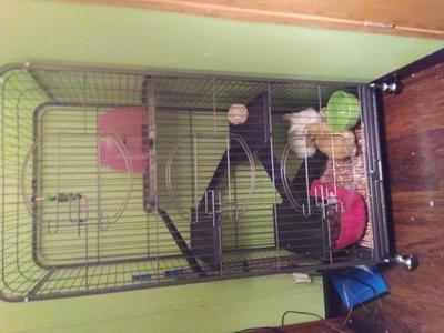 cedar shavings walmart