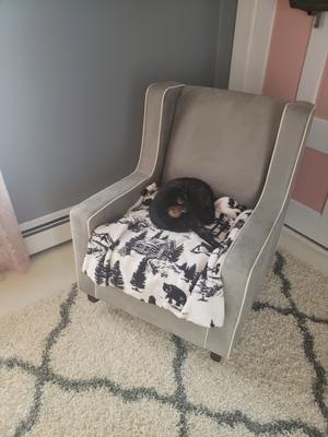 baby relax abby rocker