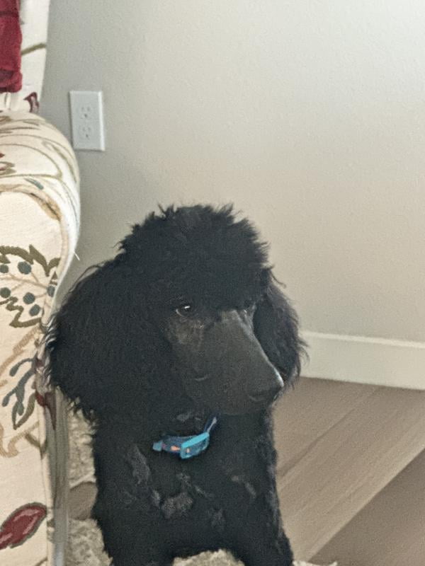 Royal Canin Large Adult Dry Dog Food for Large Breed, 30 lb Bag