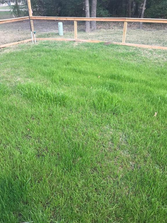SeedRanch Kentucky 31 Tall Fescue Grass Seed ubicaciondepersonas.cdmx