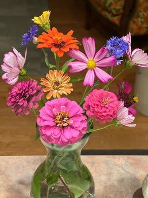 Ferry-Morse 400MG Zinnia Cut & Come Again Annual Flower Seeds