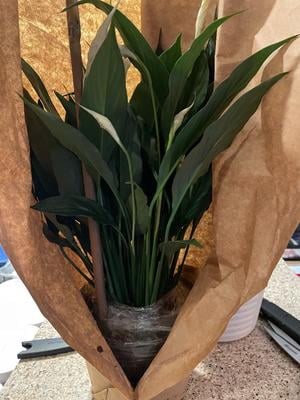Costa Farms 12" Peace Lily Live Plants in 5" Self-Watering Pot - Walmart.com