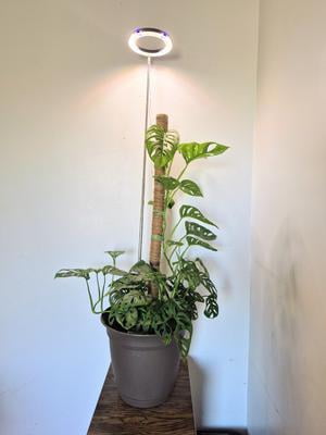 Element Swiss Cheese Monstera Adansonii, Air Purifying Live Plant, 6 in.  Hanging Basket, Easy Care - Walmart.com