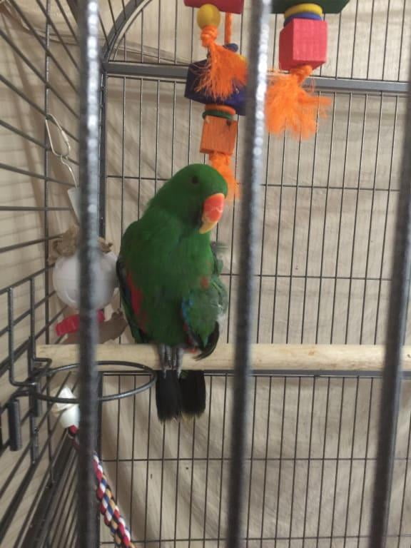 silverado macaw cage