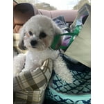 Image 4 of customer photos