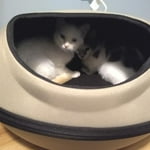 Image 5 of customer photos