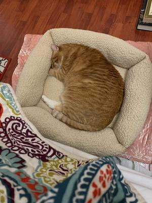 heat reflective cat bed