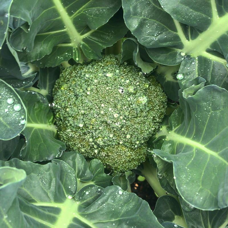 Burpee Sun King Hybrid Broccoli Vegetable Seed, 1-Pack