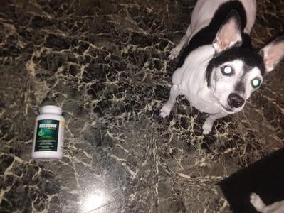 dasuquin for dogs walmart