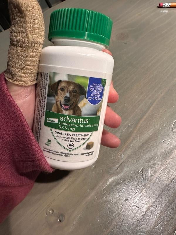 What garlic is supposed to do for fleas