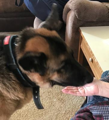 dasuquin for dogs walmart