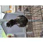 Image 5 of customer photos