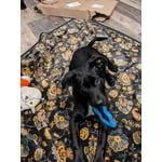 Image 6 of customer photos