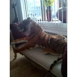 Image 6 of customer photos