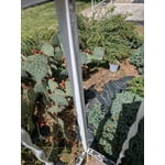 Image 5 of customer photos