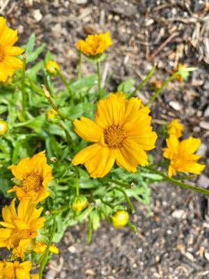 Expert Gardener 2QT Yellow Coreopsis Castello Compact Gold Live