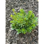 Image 6 of customer photos