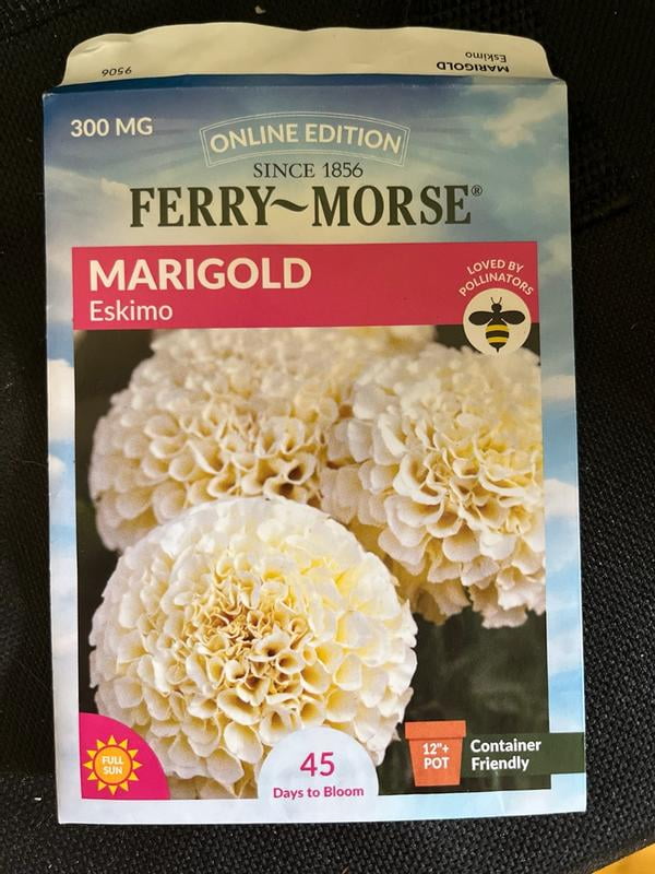 rose seeds Wood Rose (Merremia tuberosa) Flower Seeds for Planting – Heirloom, No –  Pure Asia Seeds