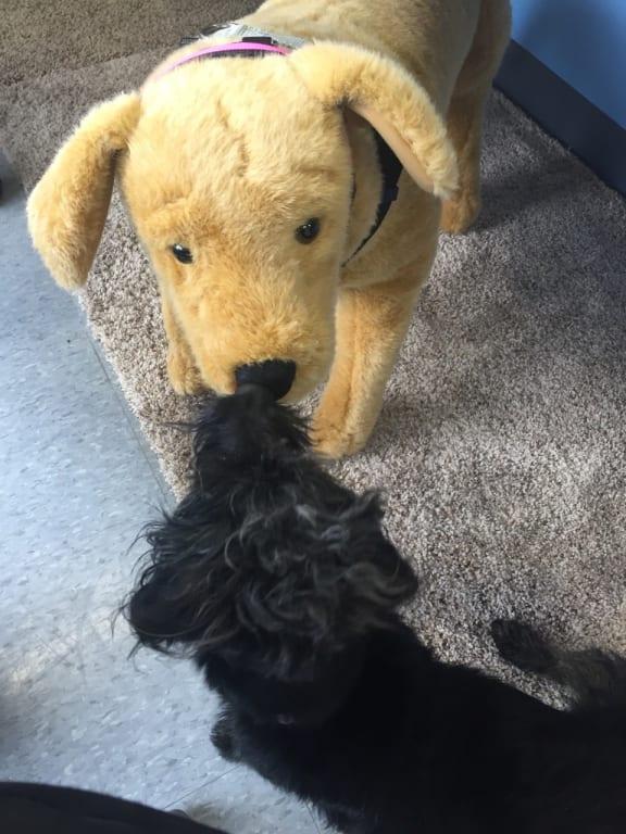 melissa and doug yellow lab