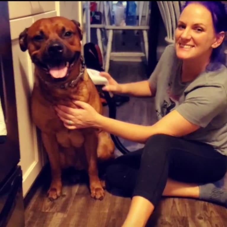 bissell bark bath walmart