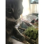 Image 5 of customer photos