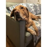 Image 7 of customer photos