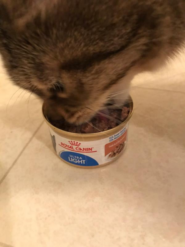 royal canin cat food walmart