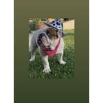 Time and Tru Women's Western Star Bandana Light Green