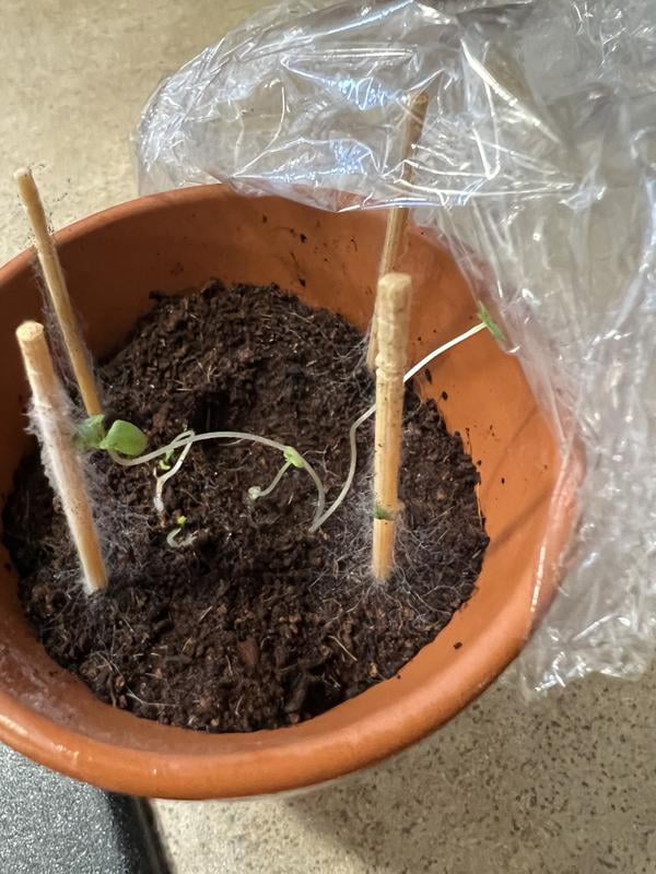 Buzzy Lavender Herb Terra Cotta Grow Kit - Walmart.com