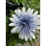 Imagen 10 de las fotos del cliente